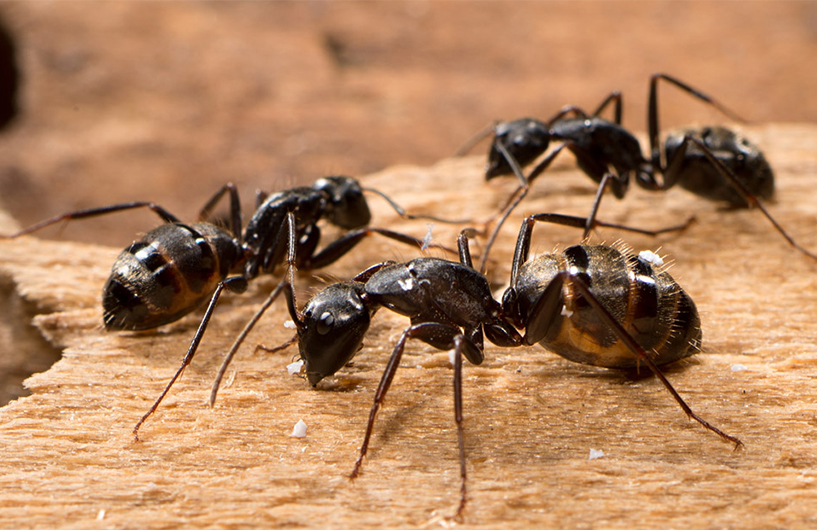 Fourmis charpentières sur du bois — Orkin Côte d'Ivoire lutte antiparasitaire