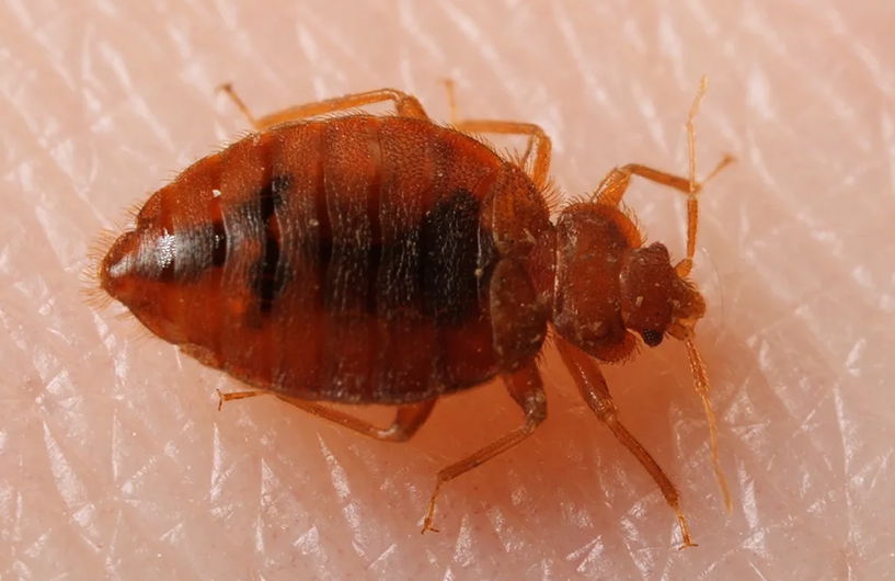Gros plan d'une punaise de lit sur la peau humaine — Orkin Côte d'Ivoire lutte antiparasitaireGros plan d'une punaise de lit sur la peau humaine — Orkin Côte d'Ivoire lutte antiparasitaire