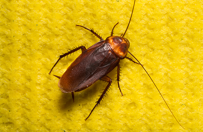 Cafard américain sur une surface jaune — Orkin Côte d'Ivoire lutte antiparasitaire