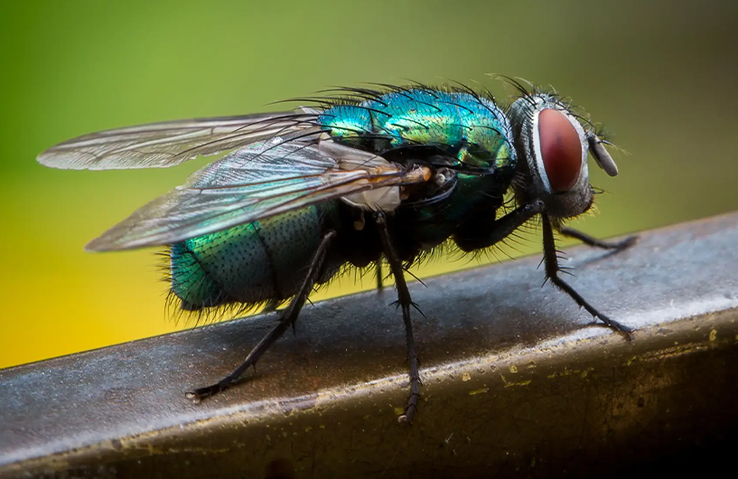 Close-up of a bottle fly on a metal surface — Orkin Côte d'Ivoire pest control