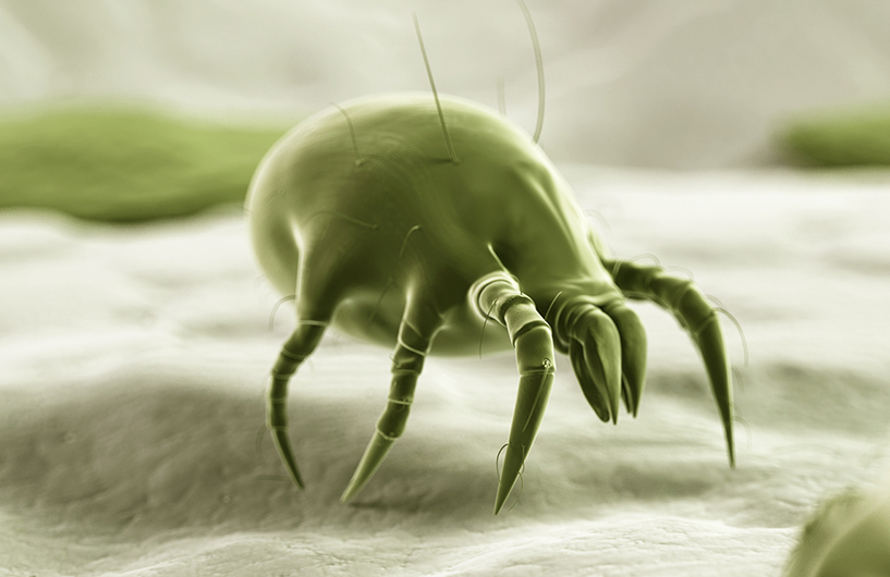 Microscopic view of a dust mite — Orkin Côte d'Ivoire pest control