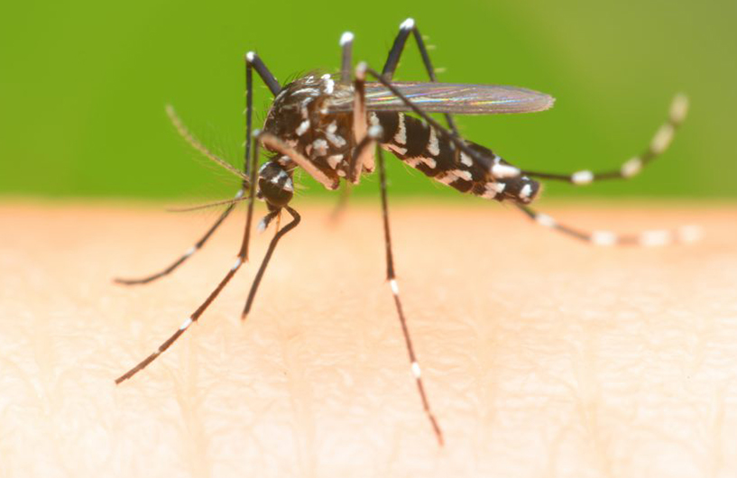 Moustique tigre se nourrissant sur la peau humaine — Orkin Côte d'Ivoire lutte antiparasitaire