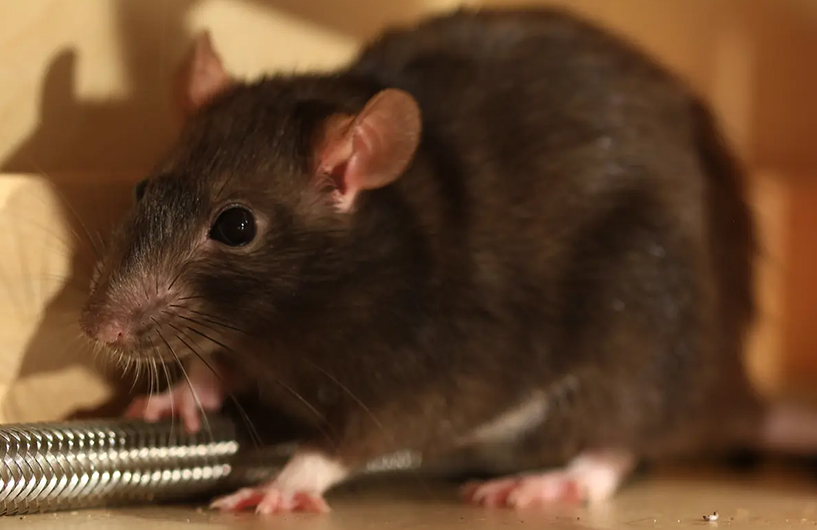 Rat in a storage area — Orkin Côte d'Ivoire pest control