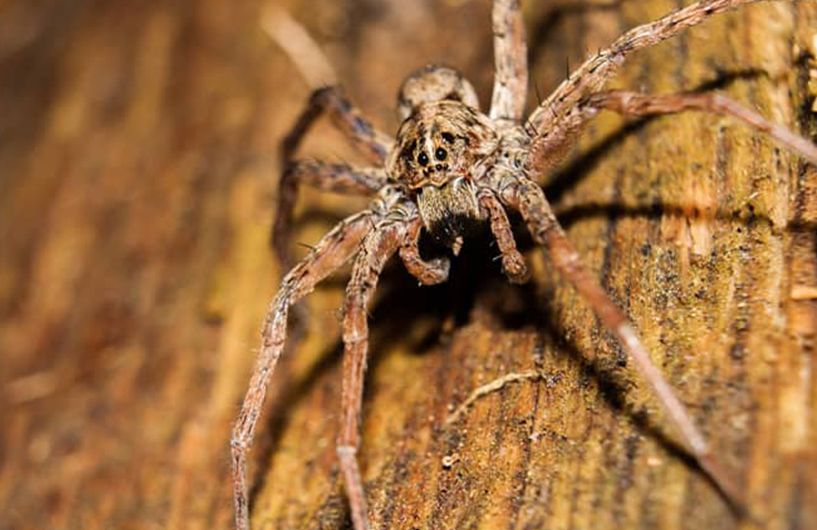 Close-up of a spider on wood — Orkin Côte d'Ivoire pest control