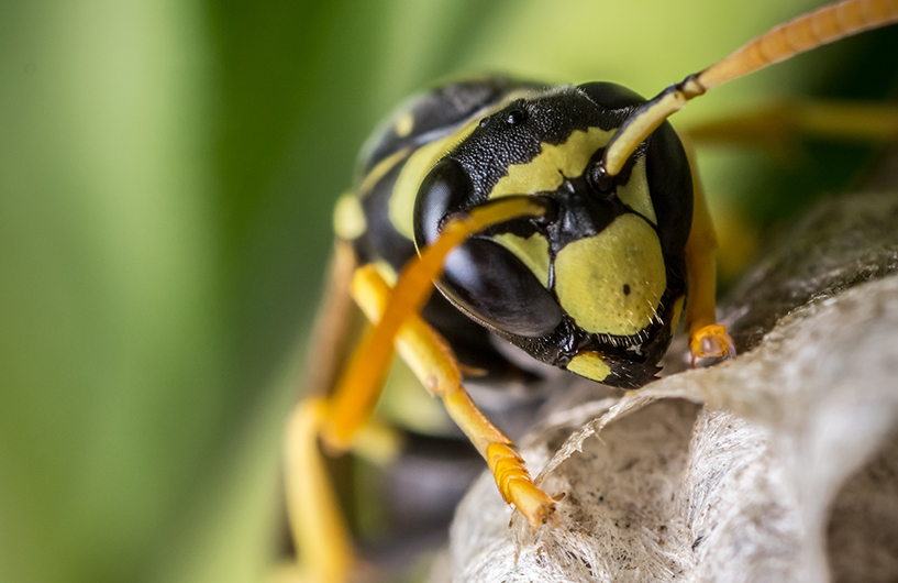 Close-up of a wasp on its nest — Orkin Côte d'Ivoire pest control