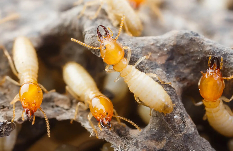 Gros plan de termites sur du bois — Orkin Côte d'Ivoire