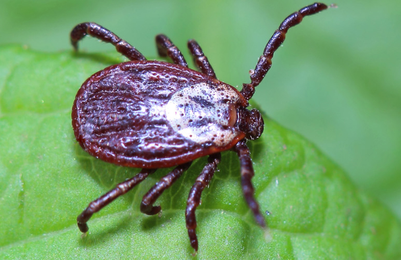 Close-up of a tick on a green leaf — Orkin Côte d'Ivoire pest control