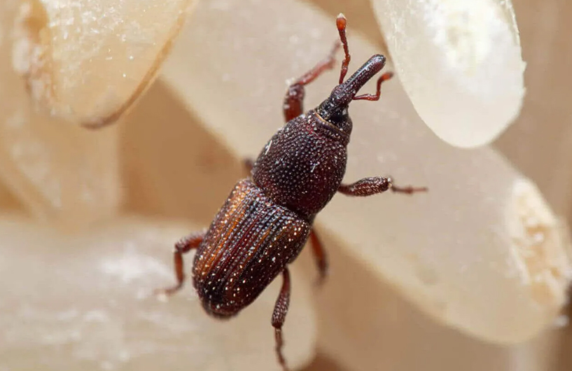 Close-up of a weevil on grain — Orkin Côte d'Ivoire pest control